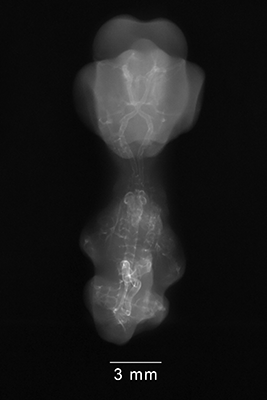 stage 29 chick embryo x-ray